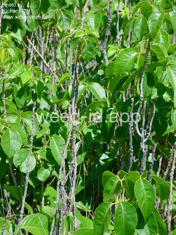 poison-ivy, Rydberg's